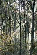 Wood Sunlight Forest