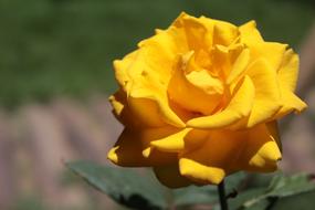 Macro Yellow Rose Nature