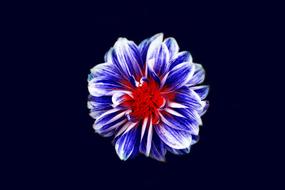 Bloom Blossom Flora