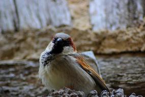 Sparrow animal with the colorful feathers