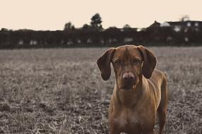 cute brown puppy on the evening field