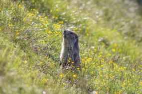 marmot on the summer field