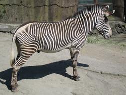 Male Gravy Zebra in zoo