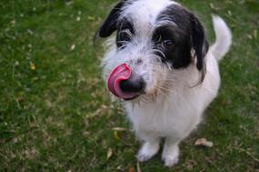 wonderful Animal Dog