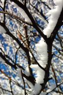 Tree Snow macro blur