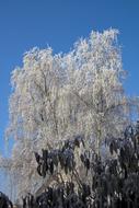 Frost Tree Nature