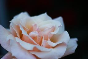 Bloom Blossom Close-Up