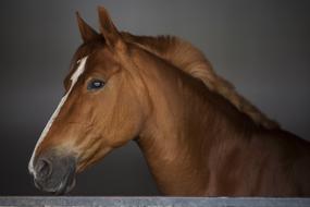 Horse Stallion Portrait Animal