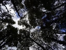 Forest Trees Sky