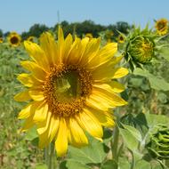 Sunflower Summer Flower