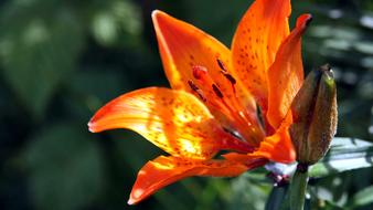 Nature Flower