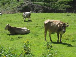 Cow Alps Austria