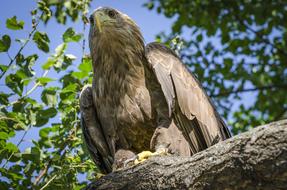 Adler Wildlife