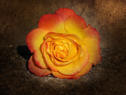 macro photo of a yellow-pink rose on a brown background