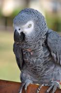 gray exotic parrot on a brown branch