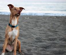 domestic dog on the sea beach