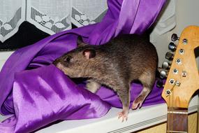 Rat Gambian Giant