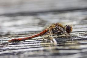 big red Dragonfly Insect