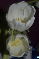 Tulip White Flowers in garden