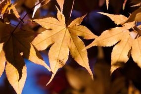 Maple Autumn Leaf macro blur