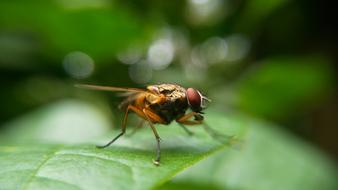 Close-Up picture of the small fly Insect