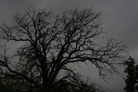 the silhouette of a tree in gray clouds