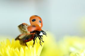 two ladybugs on a yellow flower