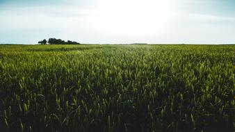 Countryside Field Grass