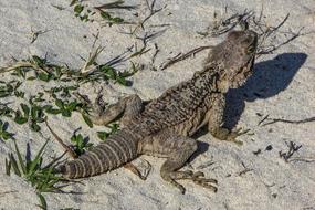 charming Lizard Kurkutas