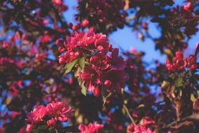 Bloom Blossom Flora