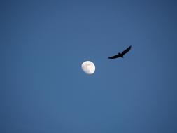 enchanting Moon Bird
