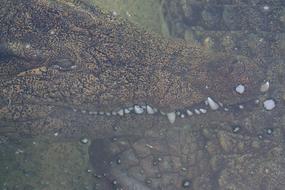 photo of a dangerous alligator underwater in a zoo