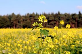 Field Of Rapeseeds Forest Sky Blue