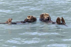 Group of sea Otters playing in blue and green water, Usa, Alaska