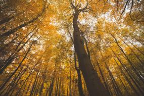 Forest Autumn Nature