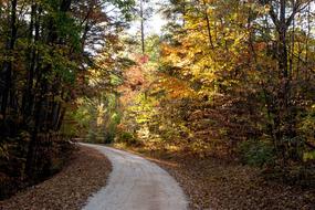 Forest Sunlight Landscape