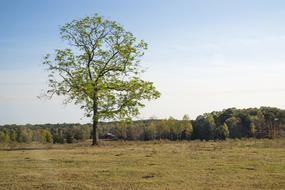 Tree Grass Blue Sky