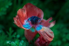 Beautiful Bloom macro blur