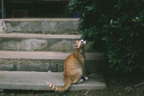 Animal Cat on stone stairs