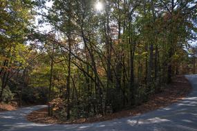 Sunlight Tree Road