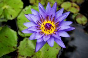 Flower Water Lily Plant