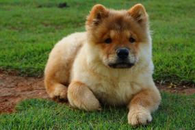 cute fluffy purebred dog