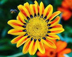 Tiger Flower Bright Colors macro blur