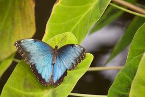 blue morpho Butterfly Ion green Leaves