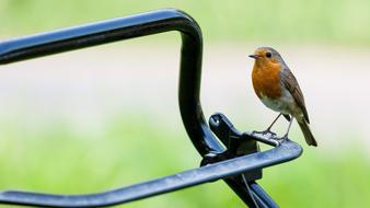 Red breast Robin perched metal construction outdoor