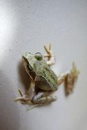 Close-up of the cute, green, yellow and black frog