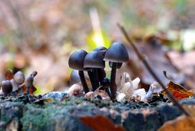 Fall Mushrooms Forest macro blur