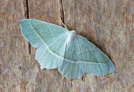 enchanting Moth Macro blue