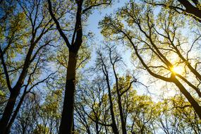 Branches Forest Nature