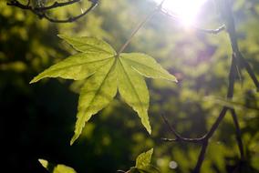 Leaf Maple Sun